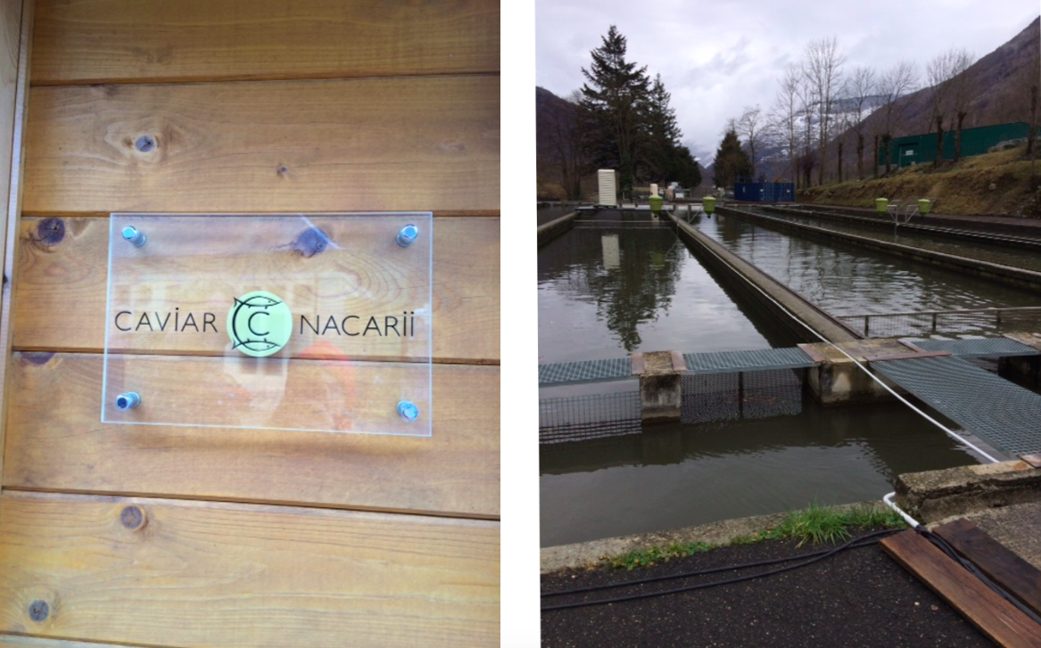 Caviar Nacarii. Piscifactoría del Valle de Arán 